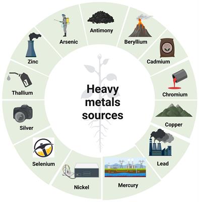 Plants’ molecular behavior to heavy metals: from criticality to toxicity